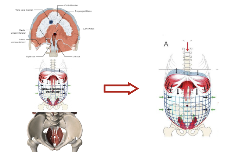 The deep-core pressure canister: diaphragm, deep abdominals, and pelvic floor forming a sealed cylinder around the spine